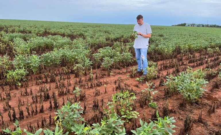  Safra de soja em Mato Grosso cai 13,8% e é a menor em 2 anos, constata IMEA