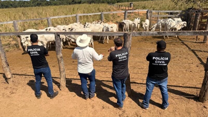 Polícia Civil recupera 33 cabeças de gado furtadas de propriedade rural em Cocalinho